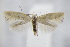  (Elachista lugdunensis - BC ZSM Lep 94948)  @15 [ ] CreativeCommons - Attribution Non-Commercial Share-Alike (2016) SNSB, Staatliche Naturwissenschaftliche Sammlungen Bayerns ZSM (SNSB, Zoologische Staatssammlung Muenchen)