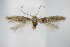  ( - BC ZSM Lep 94957)  @12 [ ] CreativeCommons - Attribution Non-Commercial Share-Alike (2016) SNSB, Staatliche Naturwissenschaftliche Sammlungen Bayerns ZSM (SNSB, Zoologische Staatssammlung Muenchen)