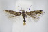  ( - BC ZSM Lep 94958)  @13 [ ] CreativeCommons - Attribution Non-Commercial Share-Alike (2016) SNSB, Staatliche Naturwissenschaftliche Sammlungen Bayerns ZSM (SNSB, Zoologische Staatssammlung Muenchen)