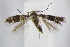  ( - BC ZSM Lep 94959)  @13 [ ] CreativeCommons - Attribution Non-Commercial Share-Alike (2016) SNSB, Staatliche Naturwissenschaftliche Sammlungen Bayerns ZSM (SNSB, Zoologische Staatssammlung Muenchen)