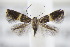  ( - BC ZSM Lep 94966)  @13 [ ] CreativeCommons - Attribution Non-Commercial Share-Alike (2016) SNSB, Staatliche Naturwissenschaftliche Sammlungen Bayerns ZSM (SNSB, Zoologische Staatssammlung Muenchen)