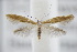  ( - BC ZSM Lep 94969)  @13 [ ] CreativeCommons - Attribution Non-Commercial Share-Alike (2016) SNSB, Staatliche Naturwissenschaftliche Sammlungen Bayerns ZSM (SNSB, Zoologische Staatssammlung Muenchen)