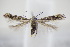  ( - BC ZSM Lep 94972)  @13 [ ] CreativeCommons - Attribution Non-Commercial Share-Alike (2016) SNSB, Staatliche Naturwissenschaftliche Sammlungen Bayerns ZSM (SNSB, Zoologische Staatssammlung Muenchen)