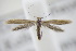  ( - BC ZSM Lep 94976)  @13 [ ] CreativeCommons - Attribution Non-Commercial Share-Alike (2016) SNSB, Staatliche Naturwissenschaftliche Sammlungen Bayerns ZSM (SNSB, Zoologische Staatssammlung Muenchen)