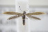  ( - BC ZSM Lep 94980)  @13 [ ] CreativeCommons - Attribution Non-Commercial Share-Alike (2016) SNSB, Staatliche Naturwissenschaftliche Sammlungen Bayerns ZSM (SNSB, Zoologische Staatssammlung Muenchen)