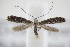  ( - BC ZSM Lep 94981)  @13 [ ] CreativeCommons - Attribution Non-Commercial Share-Alike (2016) SNSB, Staatliche Naturwissenschaftliche Sammlungen Bayerns ZSM (SNSB, Zoologische Staatssammlung Muenchen)