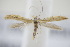 (Sabulopteryx - BC ZSM Lep 94984)  @14 [ ] CreativeCommons - Attribution Non-Commercial Share-Alike (2016) SNSB, Staatliche Naturwissenschaftliche Sammlungen Bayerns ZSM (SNSB, Zoologische Staatssammlung Muenchen)