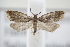  ( - BC ZSM Lep 94988)  @14 [ ] CreativeCommons - Attribution Non-Commercial Share-Alike (2016) SNSB, Staatliche Naturwissenschaftliche Sammlungen Bayerns ZSM (SNSB, Zoologische Staatssammlung Muenchen)