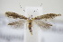  ( - BC ZSM Lep 94989)  @12 [ ] CreativeCommons - Attribution Non-Commercial Share-Alike (2016) SNSB, Staatliche Naturwissenschaftliche Sammlungen Bayerns ZSM (SNSB, Zoologische Staatssammlung Muenchen)