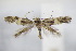 ( - BC ZSM Lep 95000)  @12 [ ] CreativeCommons - Attribution Non-Commercial Share-Alike (2016) SNSB, Staatliche Naturwissenschaftliche Sammlungen Bayerns ZSM (SNSB, Zoologische Staatssammlung Muenchen)
