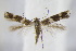  ( - BC ZSM Lep 95034)  @12 [ ] CreativeCommons - Attribution Non-Commercial Share-Alike (2016) SNSB, Staatliche Naturwissenschaftliche Sammlungen Bayerns ZSM (SNSB, Zoologische Staatssammlung Muenchen)