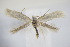  ( - BC ZSM Lep 95052)  @14 [ ] CreativeCommons - Attribution Non-Commercial Share-Alike (2016) SNSB, Staatliche Naturwissenschaftliche Sammlungen Bayerns ZSM (SNSB, Zoologische Staatssammlung Muenchen)