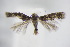  ( - BC ZSM Lep 95055)  @13 [ ] CreativeCommons - Attribution Non-Commercial Share-Alike (2016) SNSB, Staatliche Naturwissenschaftliche Sammlungen Bayerns ZSM (SNSB, Zoologische Staatssammlung Muenchen)