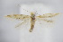  ( - BC ZSM Lep 95065)  @13 [ ] CreativeCommons - Attribution Non-Commercial Share-Alike (2016) SNSB, Staatliche Naturwissenschaftliche Sammlungen Bayerns ZSM (SNSB, Zoologische Staatssammlung Muenchen)