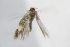  ( - BC ZSM Lep 95074)  @12 [ ] CreativeCommons - Attribution Non-Commercial Share-Alike (2016) SNSB, Staatliche Naturwissenschaftliche Sammlungen Bayerns ZSM (SNSB, Zoologische Staatssammlung Muenchen)