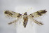  (Etainia decentella - BC ZSM Lep 95076)  @14 [ ] CreativeCommons - Attribution Non-Commercial Share-Alike (2016) SNSB, Staatliche Naturwissenschaftliche Sammlungen Bayerns ZSM (SNSB, Zoologische Staatssammlung Muenchen)