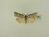  ( - BC ZSM Lep 95208)  @13 [ ] CreativeCommons - Attribution Non-Commercial Share-Alike (2016) SNSB, Staatliche Naturwissenschaftliche Sammlungen Bayerns ZSM (SNSB, Zoologische Staatssammlung Muenchen)