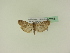  ( - BC ZSM Lep 95218)  @12 [ ] CreativeCommons - Attribution Non-Commercial Share-Alike (2016) SNSB, Staatliche Naturwissenschaftliche Sammlungen Bayerns ZSM (SNSB, Zoologische Staatssammlung Muenchen)