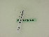  ( - BC ZSM Lep 95289)  @12 [ ] CreativeCommons - Attribution Non-Commercial Share-Alike (2016) SNSB, Staatliche Naturwissenschaftliche Sammlungen Bayerns ZSM (SNSB, Zoologische Staatssammlung Muenchen)