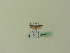  ( - BC ZSM Lep 95311)  @12 [ ] CreativeCommons - Attribution Non-Commercial Share-Alike (2016) SNSB, Staatliche Naturwissenschaftliche Sammlungen Bayerns ZSM (SNSB, Zoologische Staatssammlung Muenchen)