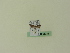  ( - BC ZSM Lep 95334)  @12 [ ] CreativeCommons - Attribution Non-Commercial Share-Alike (2016) SNSB, Staatliche Naturwissenschaftliche Sammlungen Bayerns ZSM (SNSB, Zoologische Staatssammlung Muenchen)