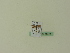  ( - BC ZSM Lep 95335)  @12 [ ] CreativeCommons - Attribution Non-Commercial Share-Alike (2016) SNSB, Staatliche Naturwissenschaftliche Sammlungen Bayerns ZSM (SNSB, Zoologische Staatssammlung Muenchen)