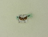  ( - BC ZSM Lep 95366)  @11 [ ] CreativeCommons - Attribution Non-Commercial Share-Alike (2016) SNSB, Staatliche Naturwissenschaftliche Sammlungen Bayerns ZSM (SNSB, Zoologische Staatssammlung Muenchen)