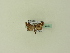  ( - BC ZSM Lep 95375)  @11 [ ] CreativeCommons - Attribution Non-Commercial Share-Alike (2016) SNSB, Staatliche Naturwissenschaftliche Sammlungen Bayerns ZSM (SNSB, Zoologische Staatssammlung Muenchen)