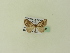  ( - BC ZSM Lep 95383)  @11 [ ] CreativeCommons - Attribution Non-Commercial Share-Alike (2016) SNSB, Staatliche Naturwissenschaftliche Sammlungen Bayerns ZSM (SNSB, Zoologische Staatssammlung Muenchen)
