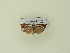  ( - BC ZSM Lep 95421)  @12 [ ] CreativeCommons - Attribution Non-Commercial Share-Alike (2016) SNSB, Staatliche Naturwissenschaftliche Sammlungen Bayerns ZSM (SNSB, Zoologische Staatssammlung Muenchen)