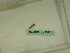  ( - BC ZSM Lep 95427)  @11 [ ] CreativeCommons - Attribution Non-Commercial Share-Alike (2016) SNSB, Staatliche Naturwissenschaftliche Sammlungen Bayerns ZSM (SNSB, Zoologische Staatssammlung Muenchen)