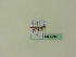 ( - BC ZSM Lep 95465)  @12 [ ] CreativeCommons - Attribution Non-Commercial Share-Alike (2016) SNSB, Staatliche Naturwissenschaftliche Sammlungen Bayerns ZSM (SNSB, Zoologische Staatssammlung Muenchen)