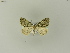  ( - BC ZSM Lep 95483)  @13 [ ] CreativeCommons - Attribution Non-Commercial Share-Alike (2016) SNSB, Staatliche Naturwissenschaftliche Sammlungen Bayerns ZSM (SNSB, Zoologische Staatssammlung Muenchen)