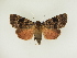  ( - BC ZSM Lep 95486)  @13 [ ] CreativeCommons - Attribution Non-Commercial Share-Alike (2016) SNSB, Staatliche Naturwissenschaftliche Sammlungen Bayerns ZSM (SNSB, Zoologische Staatssammlung Muenchen)