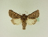  ( - BC ZSM Lep 95499)  @13 [ ] CreativeCommons - Attribution Non-Commercial Share-Alike (2016) SNSB, Staatliche Naturwissenschaftliche Sammlungen Bayerns ZSM (SNSB, Zoologische Staatssammlung Muenchen)