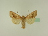 ( - BC ZSM Lep 95501)  @13 [ ] CreativeCommons - Attribution Non-Commercial Share-Alike (2016) SNSB, Staatliche Naturwissenschaftliche Sammlungen Bayerns ZSM (SNSB, Zoologische Staatssammlung Muenchen)