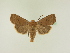  ( - BC ZSM Lep 95509)  @13 [ ] CreativeCommons - Attribution Non-Commercial Share-Alike (2016) SNSB, Staatliche Naturwissenschaftliche Sammlungen Bayerns ZSM (SNSB, Zoologische Staatssammlung Muenchen)