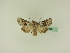  ( - BC ZSM Lep 95515)  @13 [ ] CreativeCommons - Attribution Non-Commercial Share-Alike (2016) SNSB, Staatliche Naturwissenschaftliche Sammlungen Bayerns ZSM (SNSB, Zoologische Staatssammlung Muenchen)