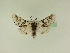  ( - BC ZSM Lep 95519)  @13 [ ] CreativeCommons - Attribution Non-Commercial Share-Alike (2016) SNSB, Staatliche Naturwissenschaftliche Sammlungen Bayerns ZSM (SNSB, Zoologische Staatssammlung Muenchen)