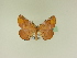  ( - BC ZSM Lep 95545)  @13 [ ] CreativeCommons - Attribution Non-Commercial Share-Alike (2016) SNSB, Staatliche Naturwissenschaftliche Sammlungen Bayerns ZSM (SNSB, Zoologische Staatssammlung Muenchen)