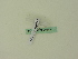  ( - BC ZSM Lep 95563)  @11 [ ] CreativeCommons - Attribution Non-Commercial Share-Alike (2016) SNSB, Staatliche Naturwissenschaftliche Sammlungen Bayerns ZSM (SNSB, Zoologische Staatssammlung Muenchen)