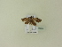  ( - BC ZSM Lep 95650)  @12 [ ] Unspecified (default): All Rights Reserved  SNSB, Staatliche Naturwissenschaftliche Sammlungen Bayerns ZSM (SNSB, Zoologische Staatssammlung Muenchen)