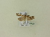  ( - BC ZSM Lep 95722)  @12 [ ] Unspecified (default): All Rights Reserved  SNSB, Staatliche Naturwissenschaftliche Sammlungen Bayerns ZSM (SNSB, Zoologische Staatssammlung Muenchen)
