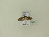  ( - BC ZSM Lep 95858)  @12 [ ] Unspecified (default): All Rights Reserved  SNSB, Staatliche Naturwissenschaftliche Sammlungen Bayerns ZSM (SNSB, Zoologische Staatssammlung Muenchen)