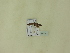  ( - BC ZSM Lep 96004)  @12 [ ] Unspecified (default): All Rights Reserved  SNSB, Staatliche Naturwissenschaftliche Sammlungen Bayerns ZSM (SNSB, Zoologische Staatssammlung Muenchen)