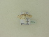  ( - BC ZSM Lep 96019)  @12 [ ] Unspecified (default): All Rights Reserved  SNSB, Staatliche Naturwissenschaftliche Sammlungen Bayerns ZSM (SNSB, Zoologische Staatssammlung Muenchen)