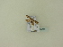  ( - BC ZSM Lep 96077)  @12 [ ] Unspecified (default): All Rights Reserved  SNSB, Staatliche Naturwissenschaftliche Sammlungen Bayerns ZSM (SNSB, Zoologische Staatssammlung Muenchen)