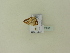  ( - BC ZSM Lep 96092)  @12 [ ] Unspecified (default): All Rights Reserved  SNSB, Staatliche Naturwissenschaftliche Sammlungen Bayerns ZSM (SNSB, Zoologische Staatssammlung Muenchen)