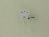  ( - BC ZSM Lep 96130)  @11 [ ] Unspecified (default): All Rights Reserved  SNSB, Staatliche Naturwissenschaftliche Sammlungen Bayerns ZSM (SNSB, Zoologische Staatssammlung Muenchen)