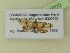  ( - BC ZSM Lep 99272)  @12 [ ] SNSB, ZSM (2017) Dr. Andreas H. Segerer Unspecified